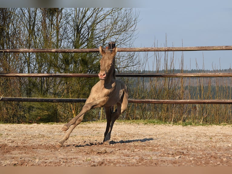 PRE Étalon Poulain (03/2026) 170 cm Perle in Dochamps