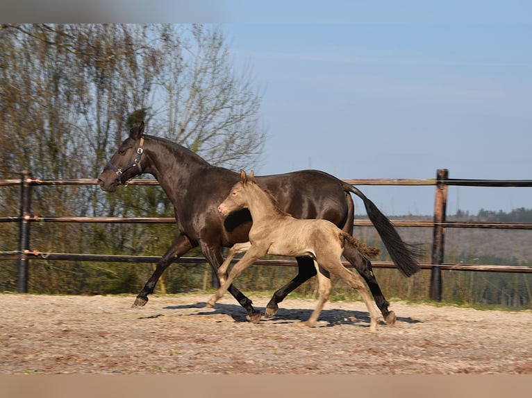 PRE Étalon Poulain (03/2026) 170 cm Perle in Dochamps