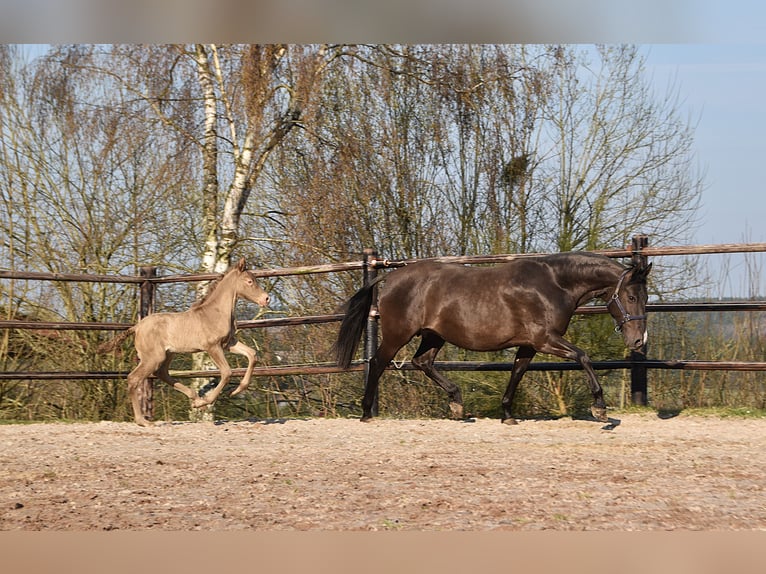 PRE Étalon Poulain (03/2026) 170 cm Perle in Dochamps