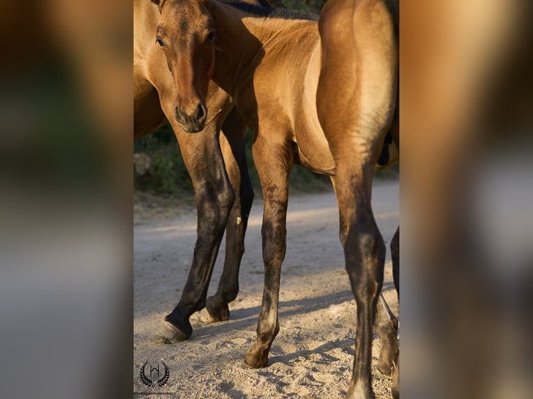 PRE Étalon Poulain (05/2024) Alezan dun in Navalperal De Pinares