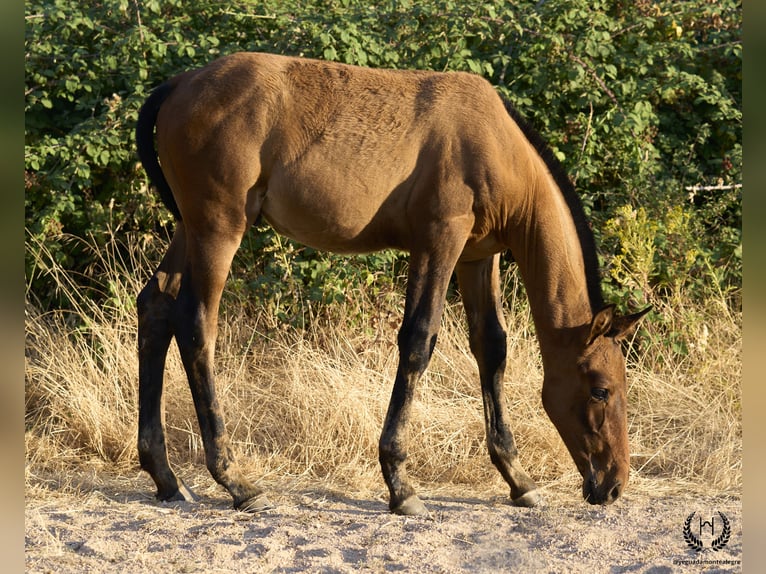 PRE Étalon Poulain (05/2024) Alezan dun in Navalperal De Pinares