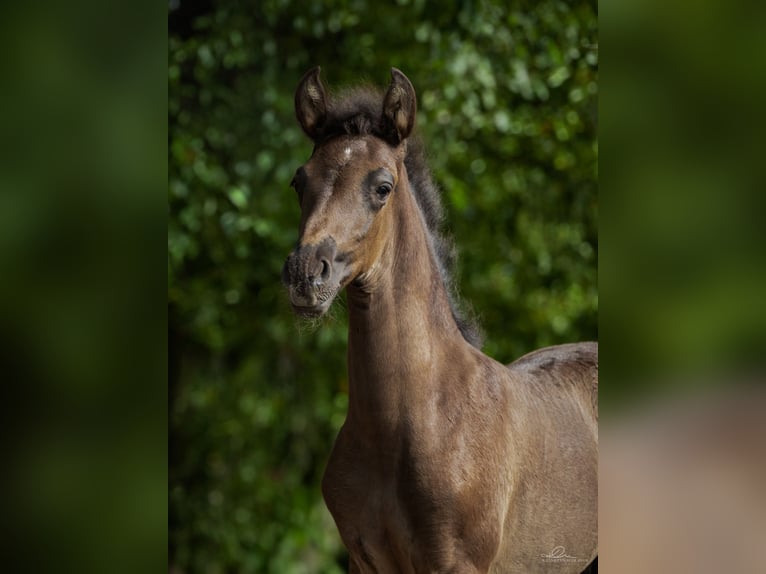 PRE Étalon Poulain (06/2026) Bai brun in Aartrijke