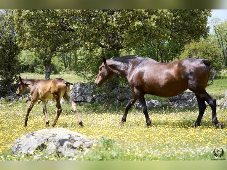 PRE Étalon Poulain (04/2024) Bai brun in Navalperal De Pinares