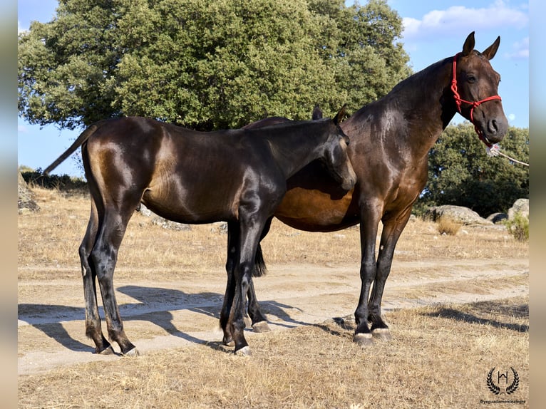 PRE Étalon Poulain (04/2024) Bai brun in Navalperal De Pinares