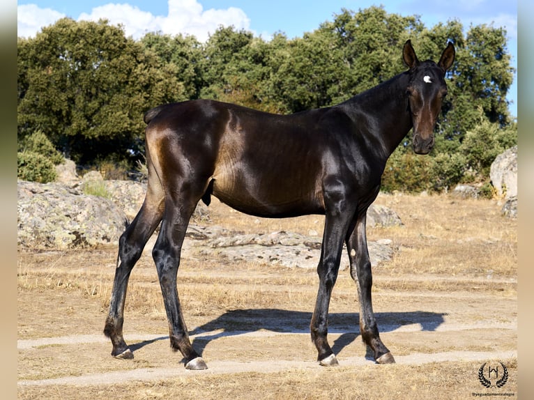 PRE Étalon Poulain (04/2024) Bai brun in Navalperal De Pinares