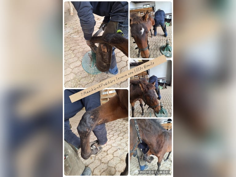 PRE Croisé Étalon Poulain (06/2025) Bai brun in Kierspe