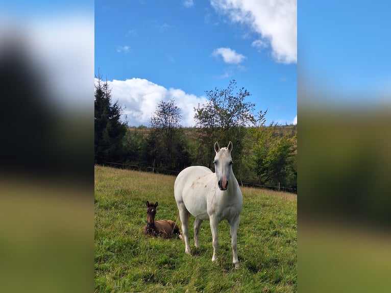 PRE Croisé Étalon Poulain (06/2025) Bai brun in Kierspe