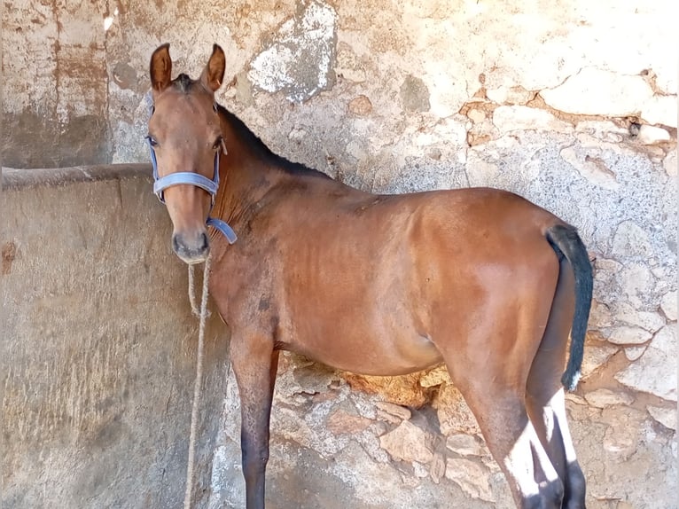 PRE Étalon Poulain (02/2024) Bai cerise in Almeria