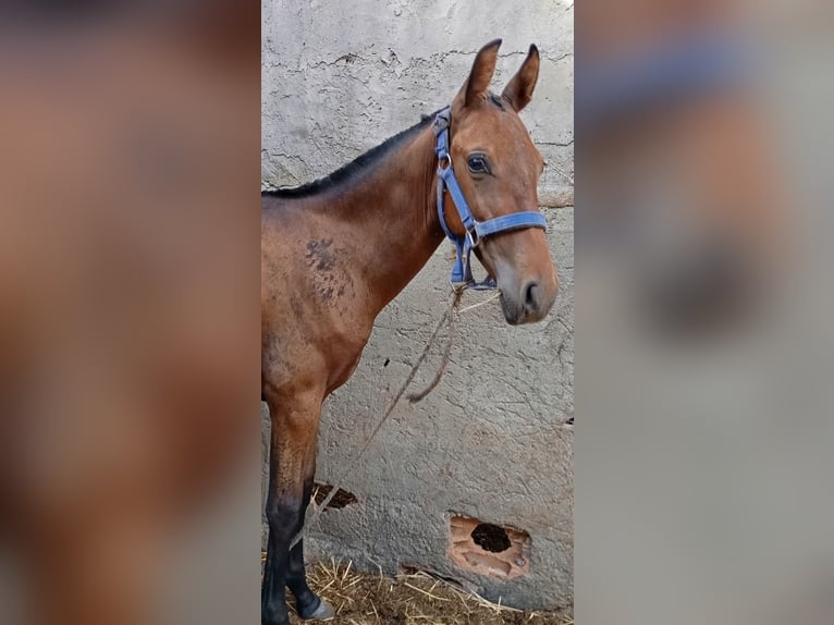 PRE Étalon Poulain (02/2024) Bai cerise in Almeria