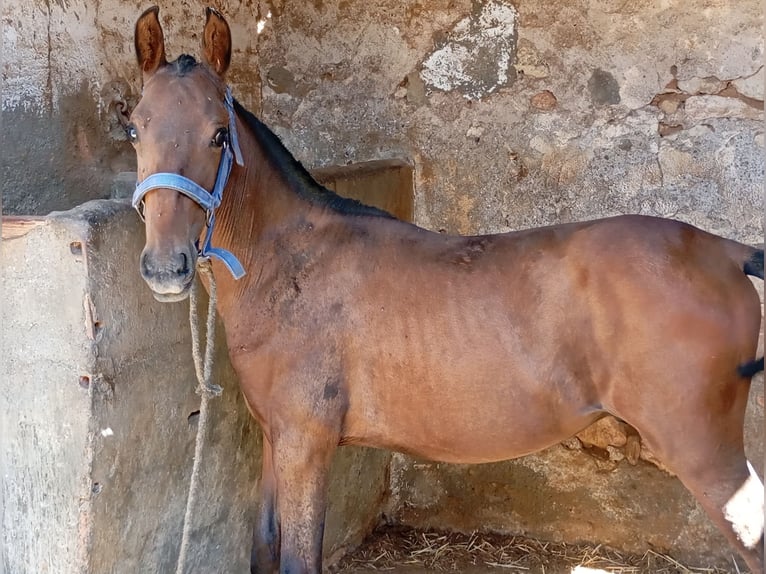 PRE Étalon Poulain (02/2024) Bai cerise in Almeria