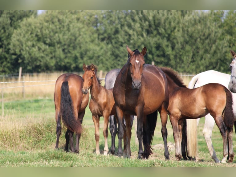 PRE Étalon Poulain (05/2025) Bai in Alveringem