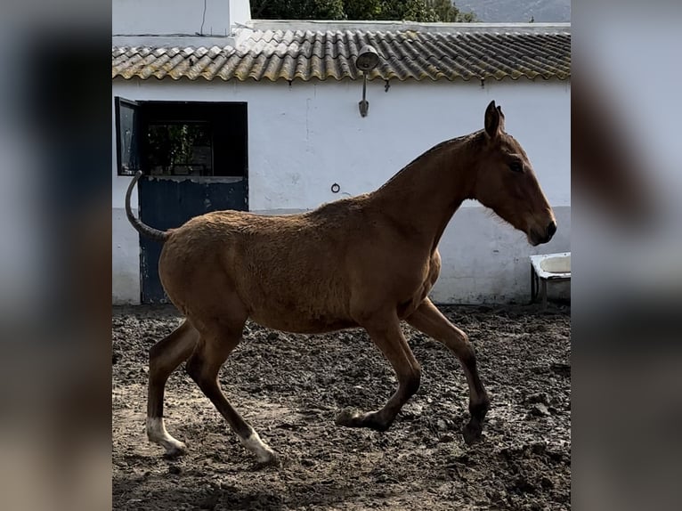 PRE Étalon  Bai in Las Piñas
