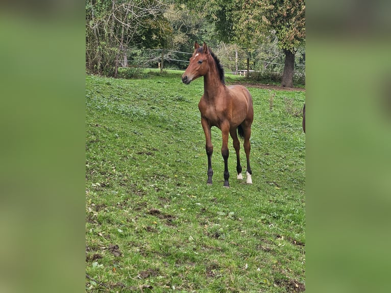 PRE Étalon Poulain (05/2024) Bai in Neuffen