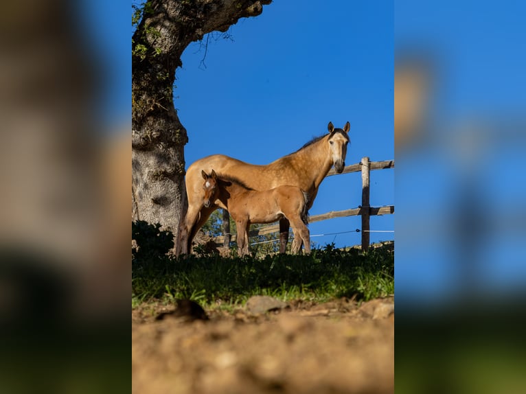 PRE Étalon Poulain (03/2026) Buckskin in Santa Caterina