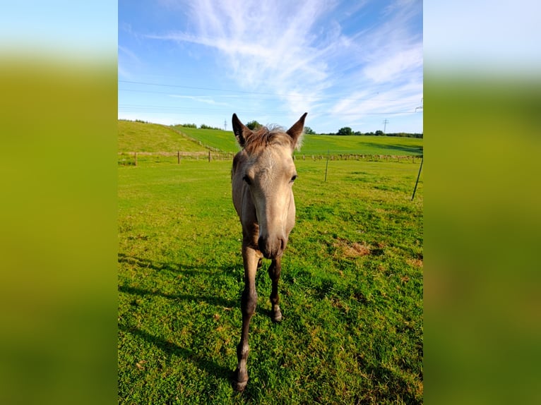 PRE Étalon Poulain (06/2025) Buckskin in Gro&#xDF; Schenkenberg
