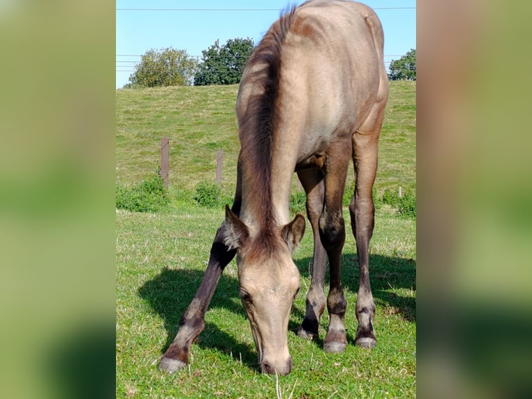 PRE Étalon Poulain (06/2025) Buckskin in Gro&#xDF; Schenkenberg