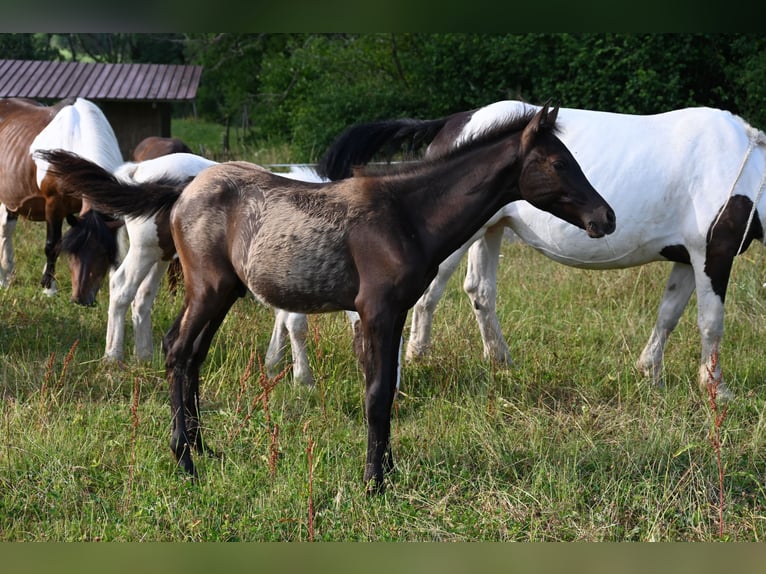 PRE Étalon Poulain (02/2026)  in Klettgau