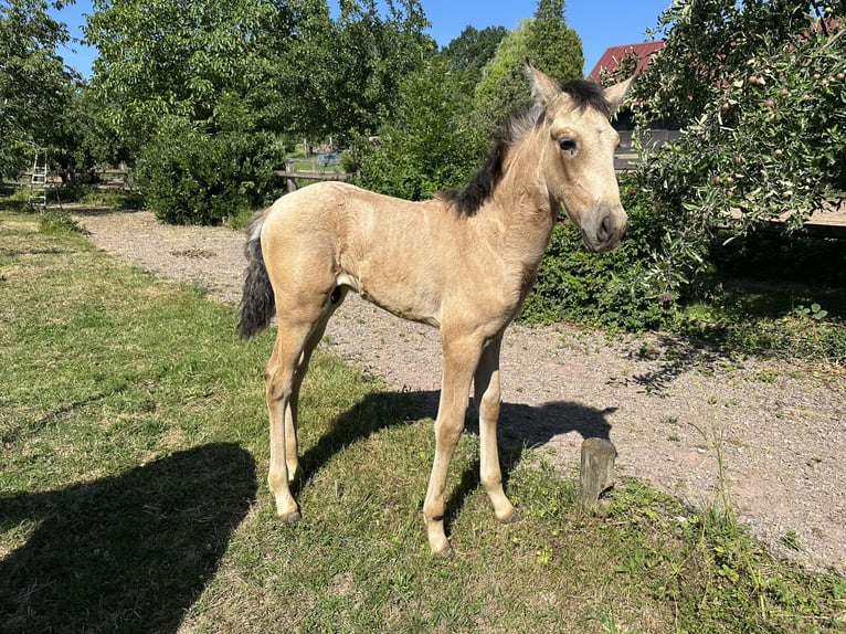 PRE Étalon Poulain (05/2026) Isabelle in Urmatt