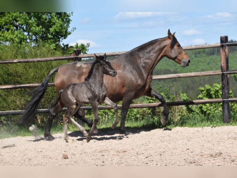 PRE Étalon  Noir in Dochamps
