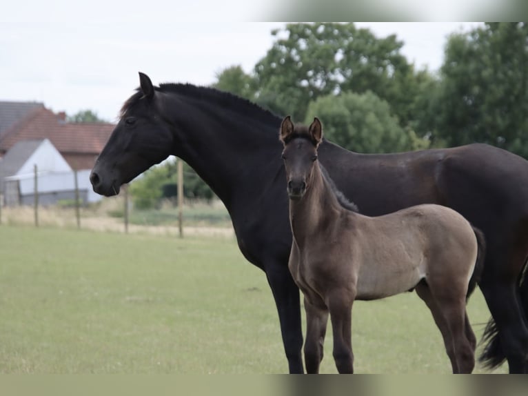 PRE Étalon  Noir in Pellenberg
