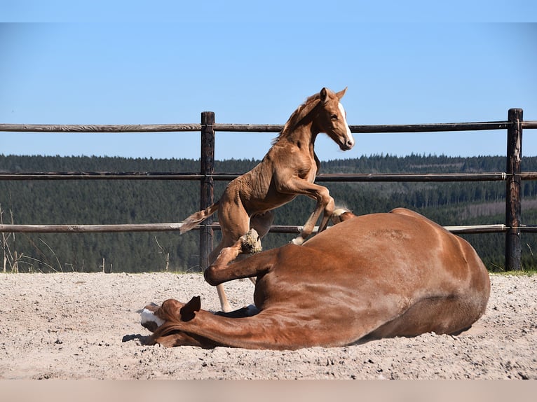 PRE Étalon  Palomino in Manhay