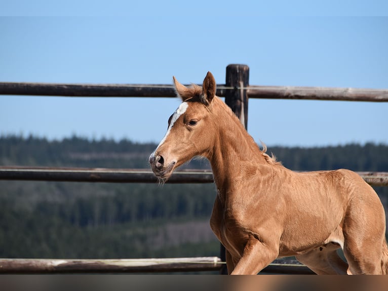 PRE Étalon  Palomino in Manhay