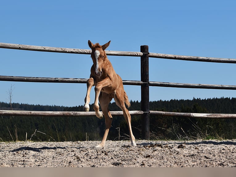 PRE Étalon  Palomino in Manhay