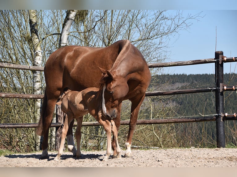 PRE Étalon  Palomino in Manhay