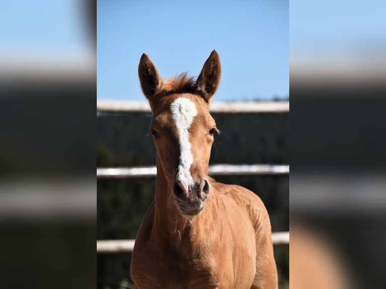 PRE Étalon  Palomino in Manhay