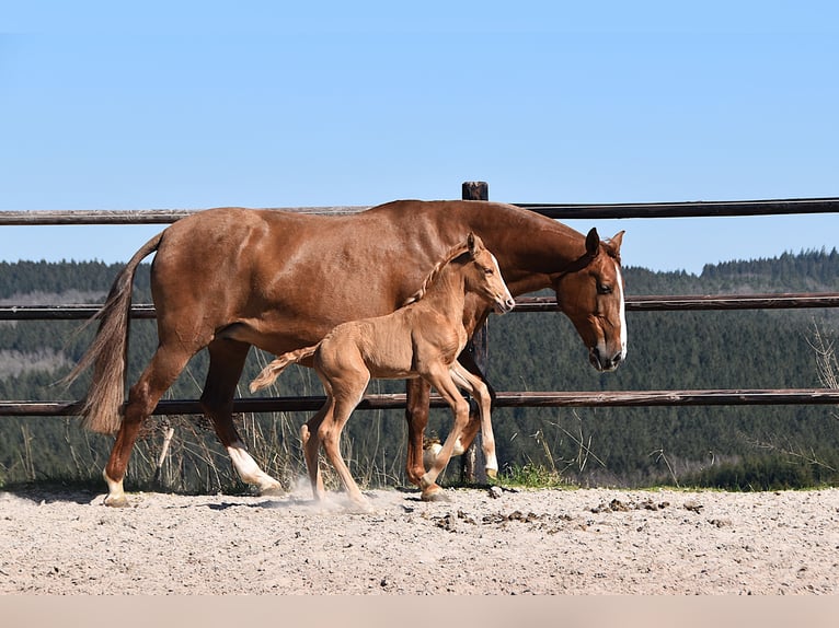 PRE Étalon  Palomino in Manhay