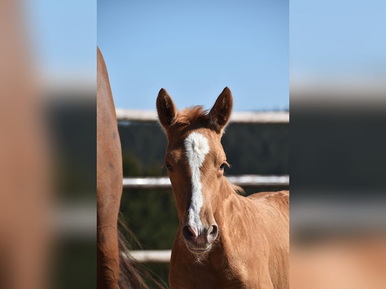 PRE Étalon  Palomino in Manhay