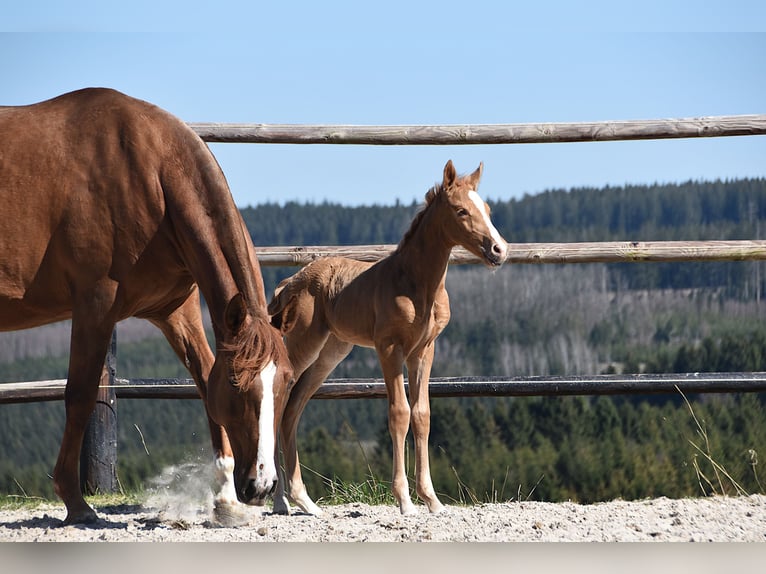 PRE Étalon  Palomino in Manhay