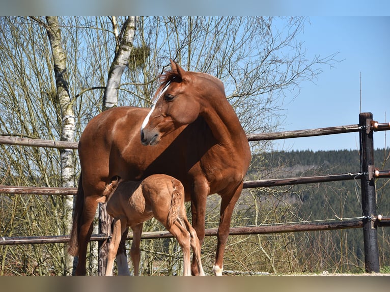 PRE Étalon  Palomino in Manhay