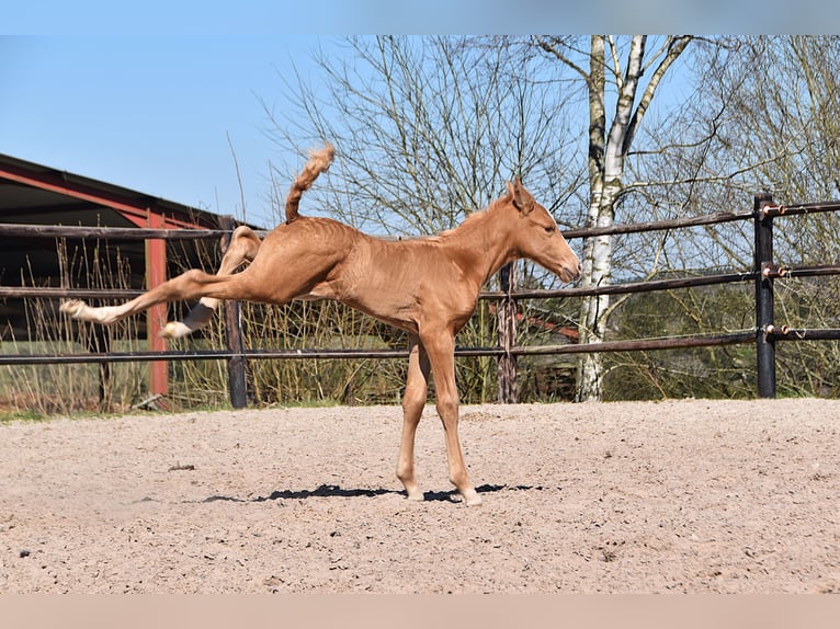 PRE Étalon  Palomino in Manhay
