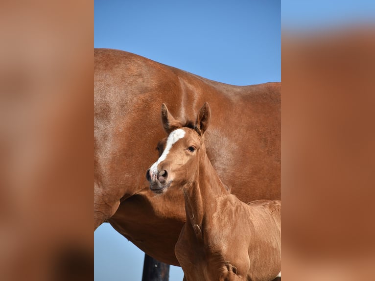 PRE Étalon  Palomino in Manhay