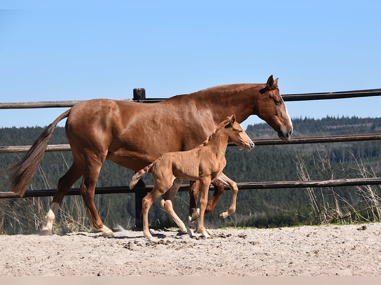 PRE Étalon  Palomino in Manhay