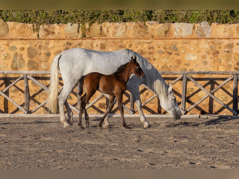 PRE Étalon Poulain (04/2026) Peut devenir gris in Cana
