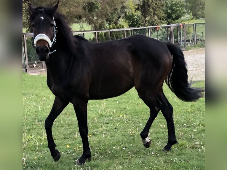 PRE Mix Gelding 10 years 14.3 hh Smoky-Black in Nordholz
