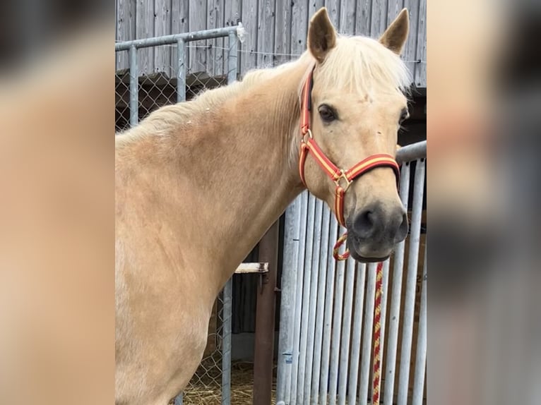 PRE Mix Gelding 10 years 14,3 hh Palomino in Waldshut