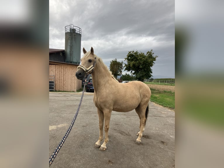 PRE Mix Gelding 10 years 14,3 hh Palomino in Waldshut