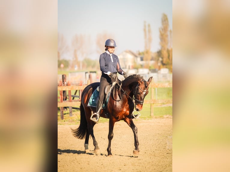 PRE Gelding 10 years 15,1 hh Bay-Dark in Lisserbroek