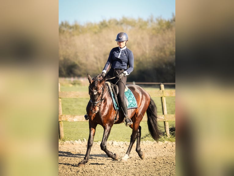 PRE Gelding 10 years 15,1 hh Bay-Dark in Lisserbroek