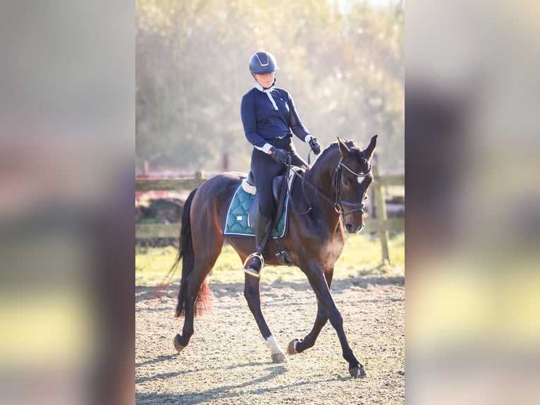 PRE Gelding 10 years 15,1 hh Bay-Dark in Lisserbroek