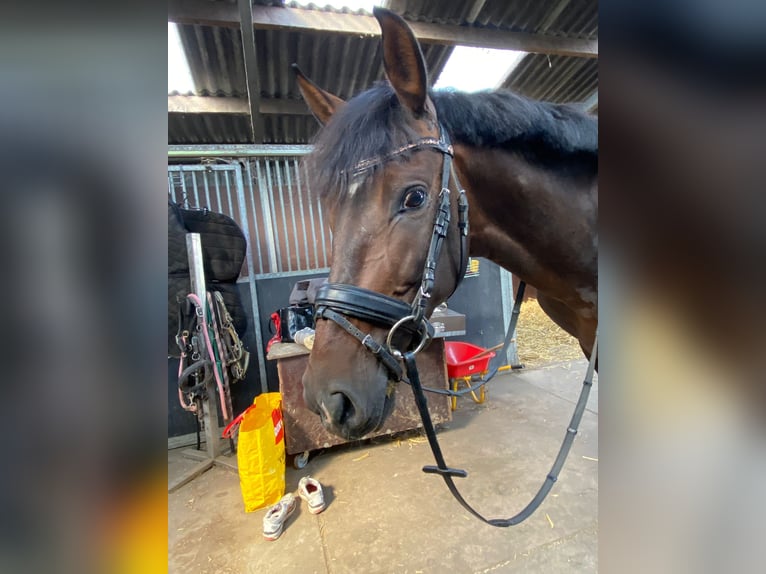 PRE Mix Gelding 10 years 15,1 hh Bay-Dark in Lisserbroek