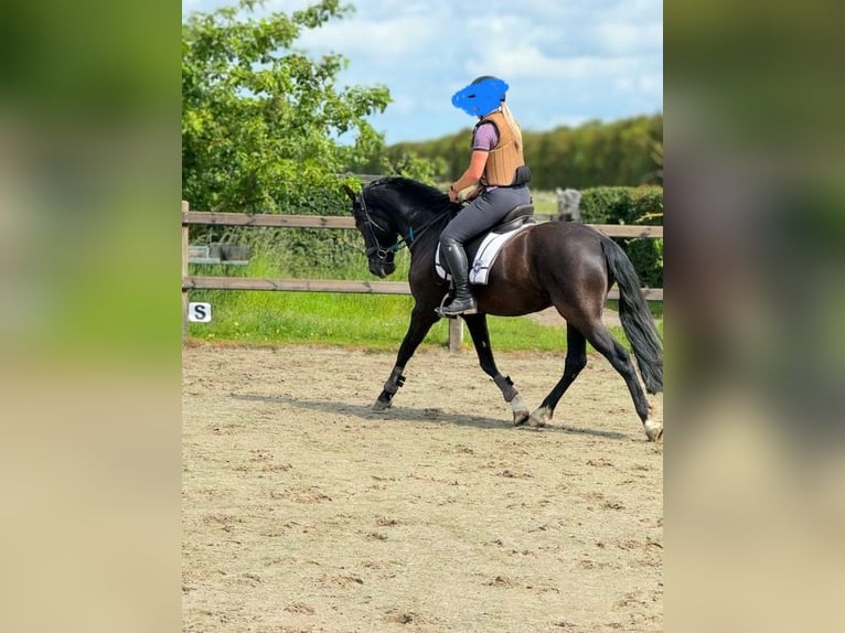 PRE Gelding 10 years 15,1 hh Black in Zierikzee