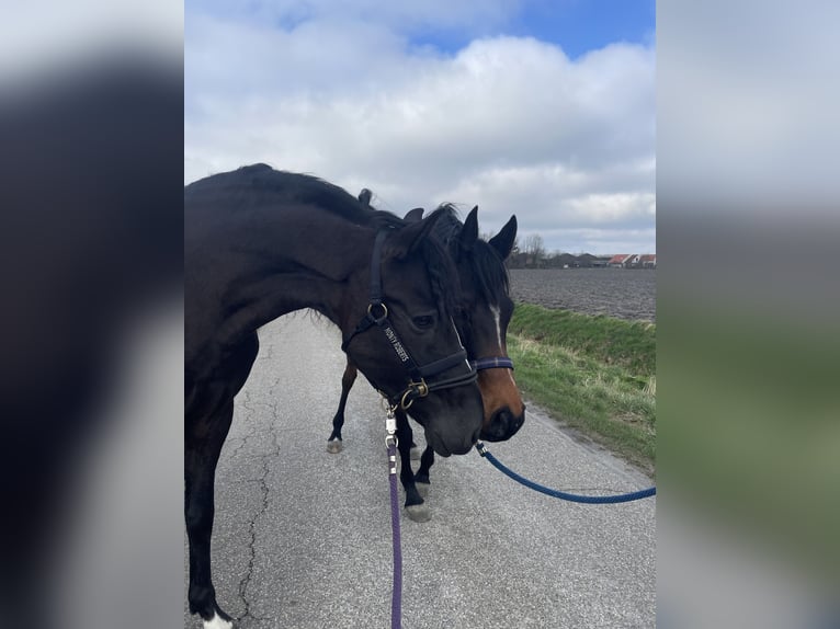 PRE Gelding 10 years 15,1 hh Black in Zierikzee