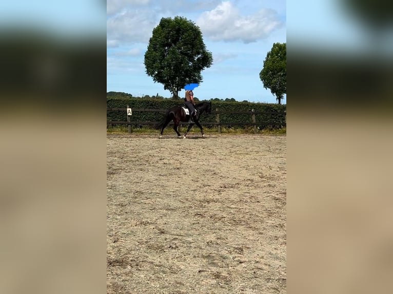 PRE Gelding 10 years 15,1 hh Black in Zierikzee