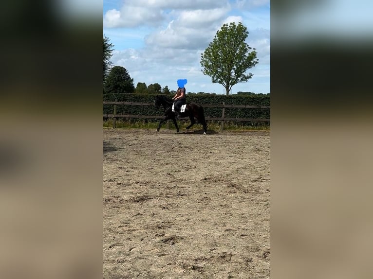 PRE Gelding 10 years 15,1 hh Black in Zierikzee