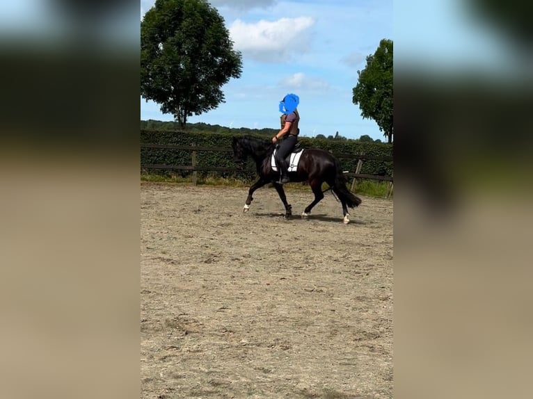 PRE Gelding 10 years 15,1 hh Black in Zierikzee