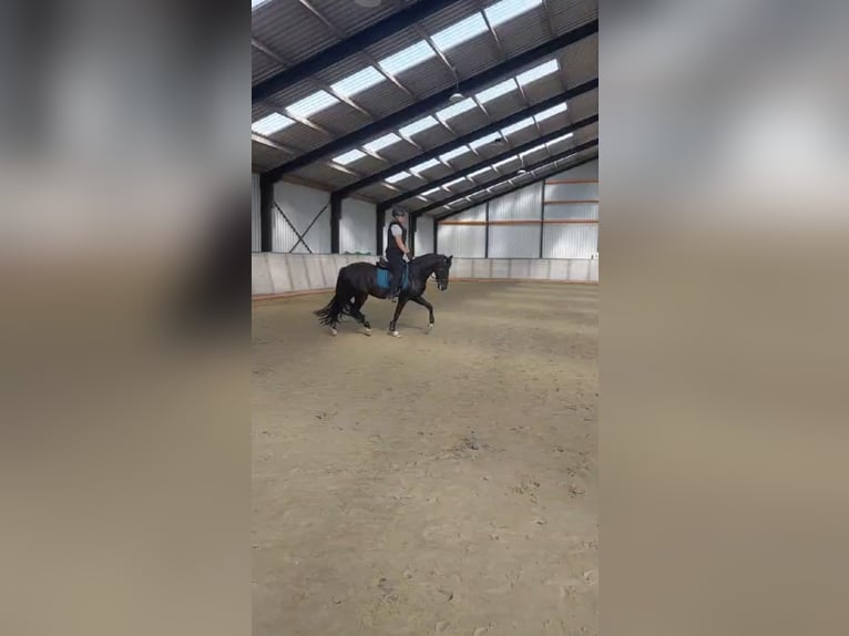 PRE Gelding 10 years 15,1 hh Black in Zierikzee